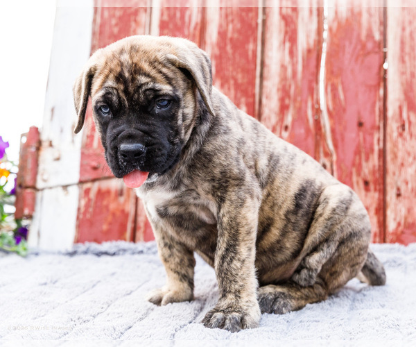 Medium Photo #7 Mastiff Puppy For Sale in WAKARUSA, IN, USA