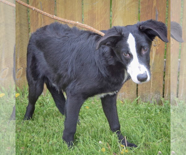Medium Photo #2 Border-Aussie Puppy For Sale in Huntley, IL, USA