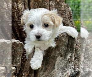 Boston Terrier Puppy for sale in CASSVILLE, MO, USA