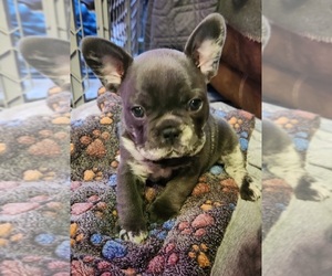 French Bulldog Puppy for sale in GREENWICH, OH, USA