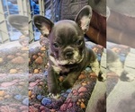 Small French Bulldog