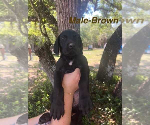 Medium Photo #8 Great Dane Puppy For Sale in FORT DENAUD, FL, USA