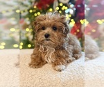 Small #3 Maltipoo