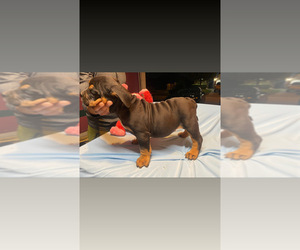 American Bully Puppy for Sale in HOUSTON, Texas USA