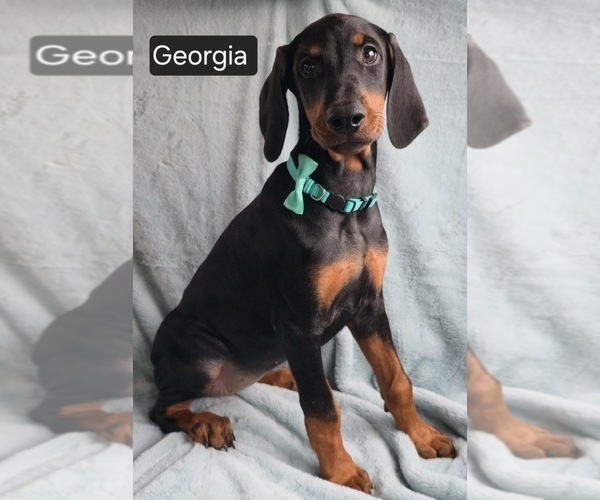 Medium Photo #3 Doberman Pinscher Puppy For Sale in POMEROY, OH, USA