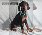 Small #2 Doberman Pinscher
