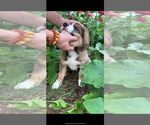 Small Photo #17 Bernese Mountain Dog-Caucasian Shepherd Dog Mix Puppy For Sale in STEVENS, PA, USA
