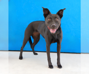 MARIANA - Female Labrador Retriever-Unknown Mix Dog for Adoption - Photo #2