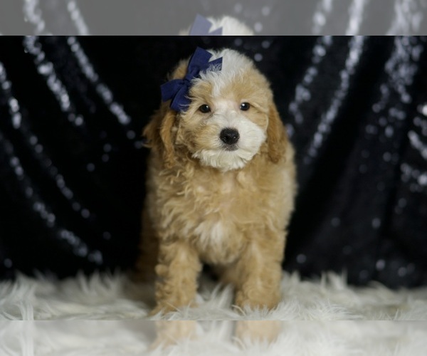Medium Photo #4 Poodle (Miniature) Puppy For Sale in WARSAW, IN, USA
