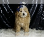Small #3 Poodle (Miniature)