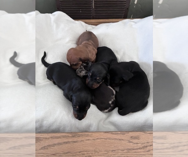 Medium Photo #1 Dachshund Puppy For Sale in SOUTHINGTON, OH, USA