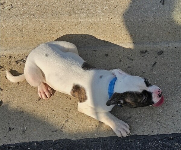 Medium Photo #33 American Bulldog Puppy For Sale in INDEPENDENCE, MO, USA