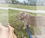Small Photo #4 English Bulldog Puppy For Sale in LARGO, FL, USA