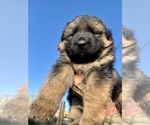 Small #3 German Shepherd Dog