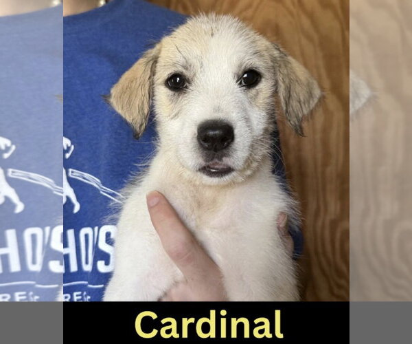 Medium Photo #1 Mutt Puppy For Sale in The Woodlands, TX, USA