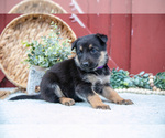 Small Photo #50 German Shepherd Dog Puppy For Sale in PARKESBURG, PA, USA