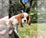 Small #4 Cavalier King Charles Spaniel