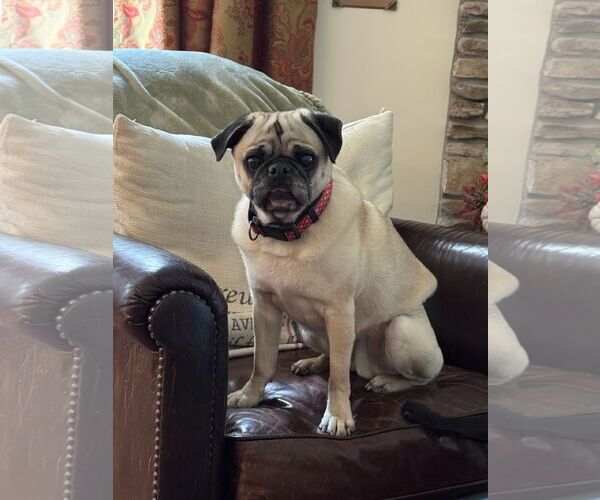 Medium Photo #2 Pug Puppy For Sale in Elizabeth City, NC, USA
