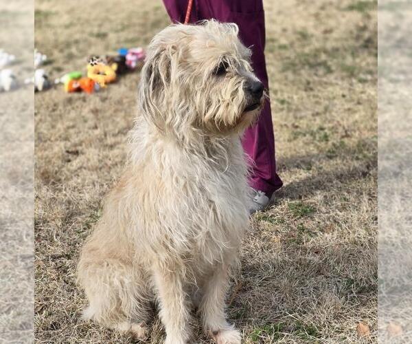 Medium Photo #2 Mutt Puppy For Sale in Yardley, PA, USA