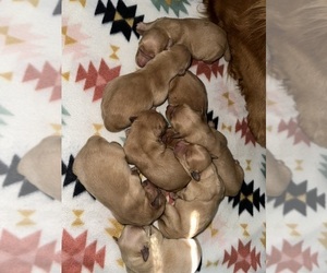 Golden Retriever Litter for sale in GLIDE, OR, USA