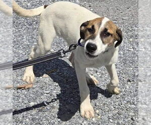 Anatolian Shepherd-Unknown Mix Dogs for adoption in Rustburg, VA, USA