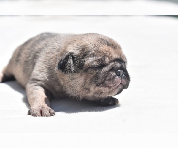 Medium Photo #6 Pug Puppy For Sale in PALM COAST, FL, USA