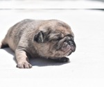 Small #5 Pug