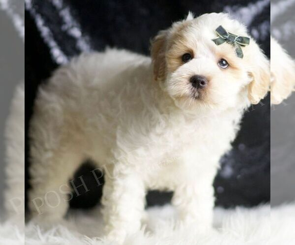 Medium Photo #4 Maltipoo Puppy For Sale in WARSAW, IN, USA