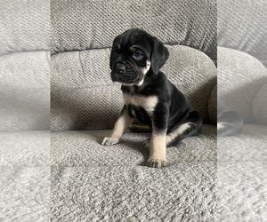 Cane Corso Puppy for sale in INGLESIDE, IL, USA