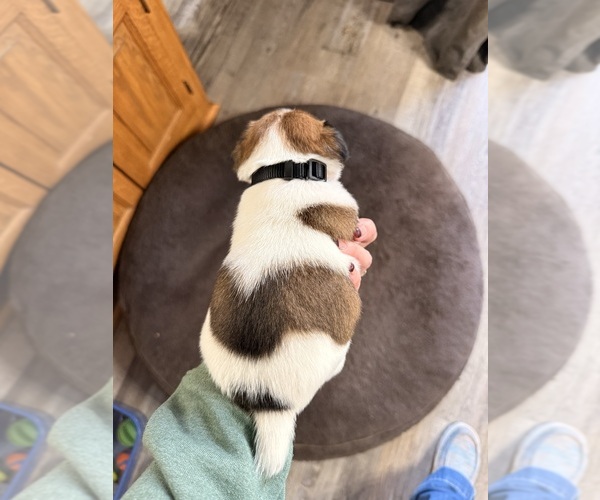 Medium Photo #2 Jack Russell Terrier Puppy For Sale in FREEMAN, MO, USA