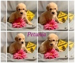 Small Photo #25 Golden Retriever-Goldendoodle Mix Puppy For Sale in LEICESTER, NC, USA