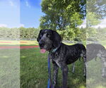 Small #1 Bluetick Coonhound Mix