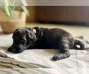 Medium Goldendoodle
