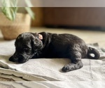 Puppy Trisha Goldendoodle