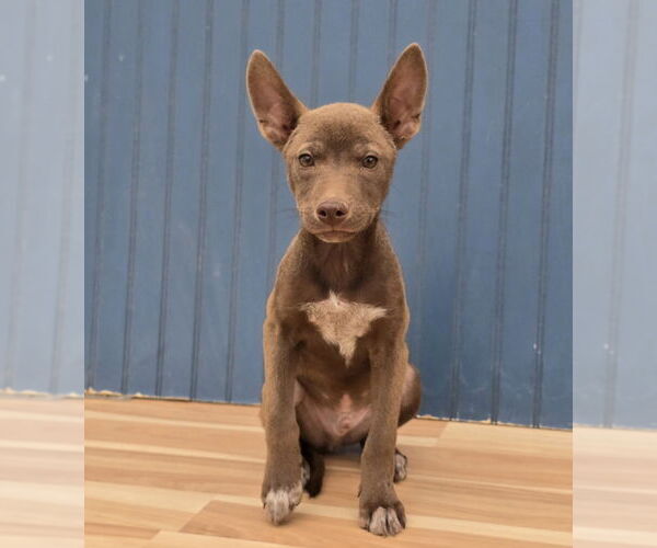 Medium Photo #3 Huskies -Unknown Mix Puppy For Sale in Lakewood, CO, USA