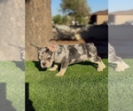 Small #11 French Bulldog