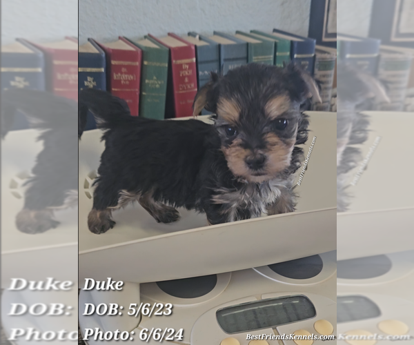 Medium Photo #1 Morkie Puppy For Sale in TEMPE, AZ, USA