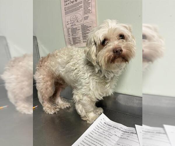 Medium Photo #1 Maltese-Unknown Mix Puppy For Sale in Santa Cruz, CA, USA