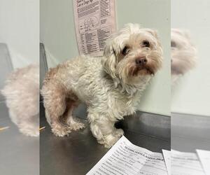 Maltese-Unknown Mix Dogs for adoption in Santa Cruz, CA, USA