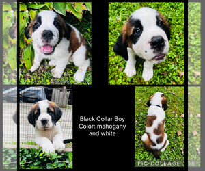 Saint Bernard Puppy for sale in HAGERSTOWN, MD, USA