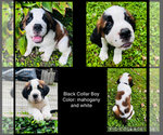 Small Saint Bernard