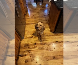 Golden Retriever Dogs for adoption in PROVO, UT, USA