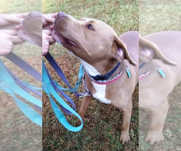 Medium Photo #4 American Pit Bull Terrier Puppy For Sale in Fairfax, VA, USA