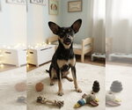 Small #6 Miniature Pinscher Mix