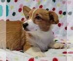 Small Photo #3 Pembroke Welsh Corgi Puppy For Sale in NEWAYGO, MI, USA
