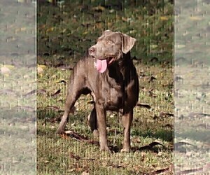 Father of the Labrador Retriever puppies born on 05/17/2023