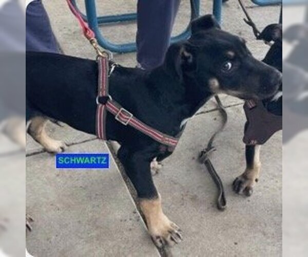 Medium Photo #3 Doberman Pinscher-Staffordshire Bull Terrier Mix Puppy For Sale in Woodland Hills, CA, USA