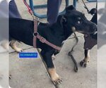 Small #2 Doberman Pinscher-Staffordshire Bull Terrier Mix
