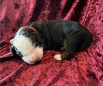 Small Photo #2 Bernese Mountain Dog Puppy For Sale in GREEN FOREST, AR, USA