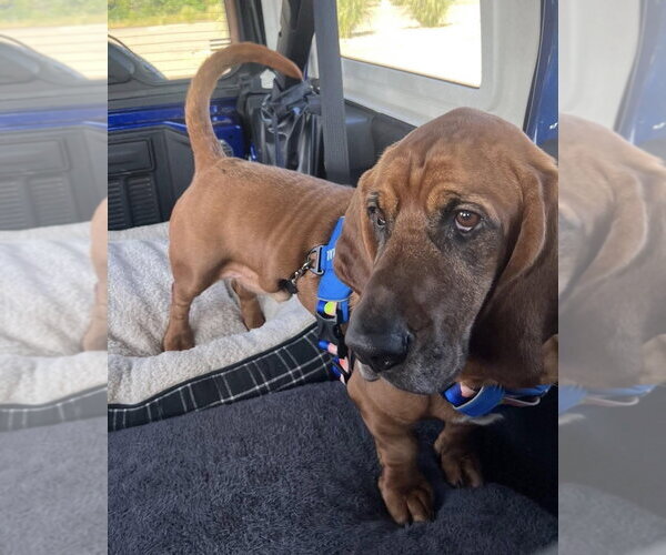 Medium Photo #2 Basset Hound Puppy For Sale in Brookville, OH, USA